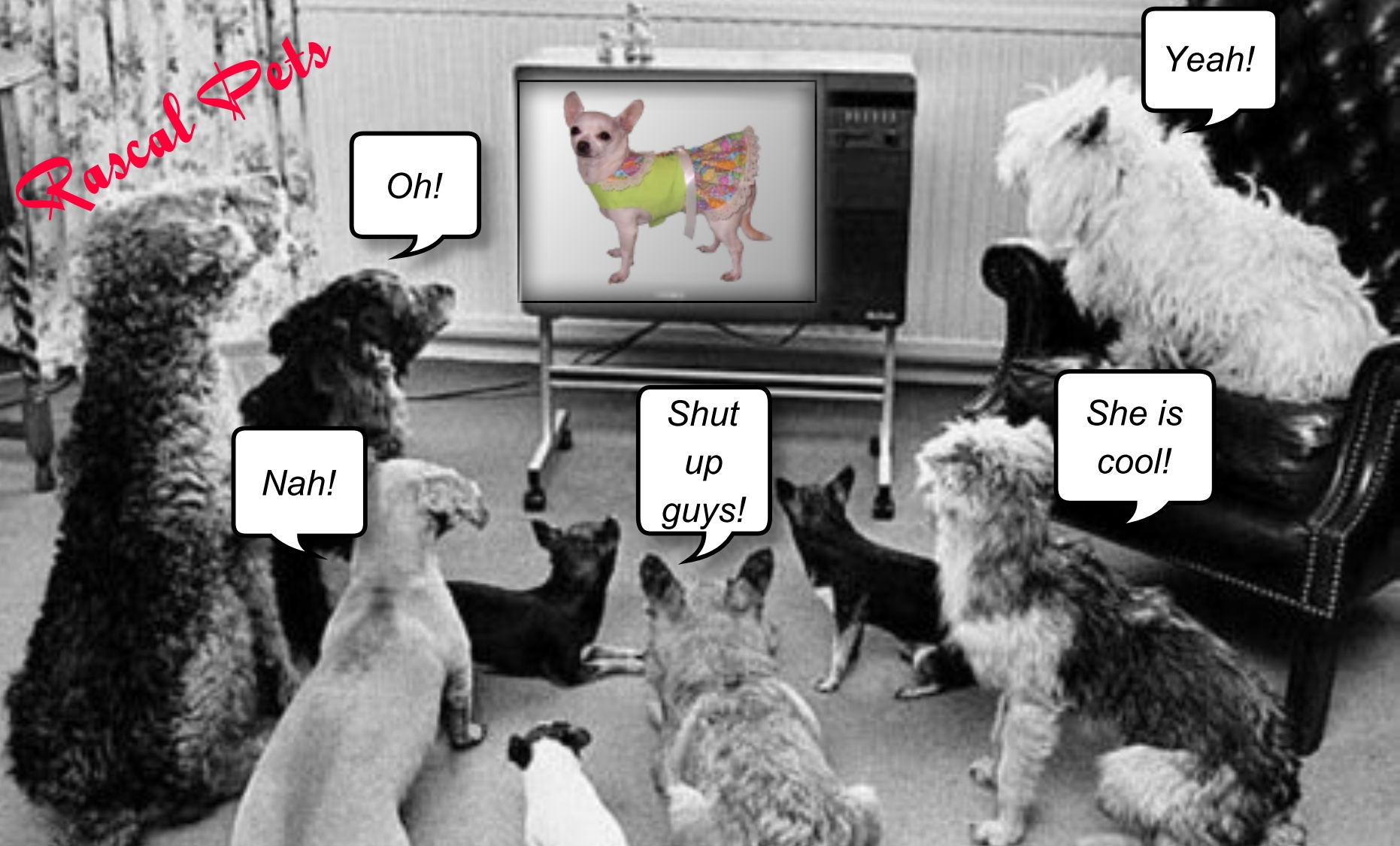 tess2009z's What You Do Frames - 2009 - Tess - Rascal Pets Funny pets ...