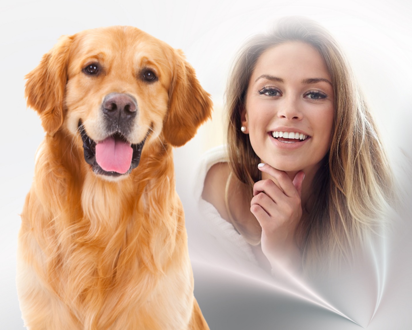 elizabeth-s-cats-dogs-dogs-labrador-retriever-dogs-labrador