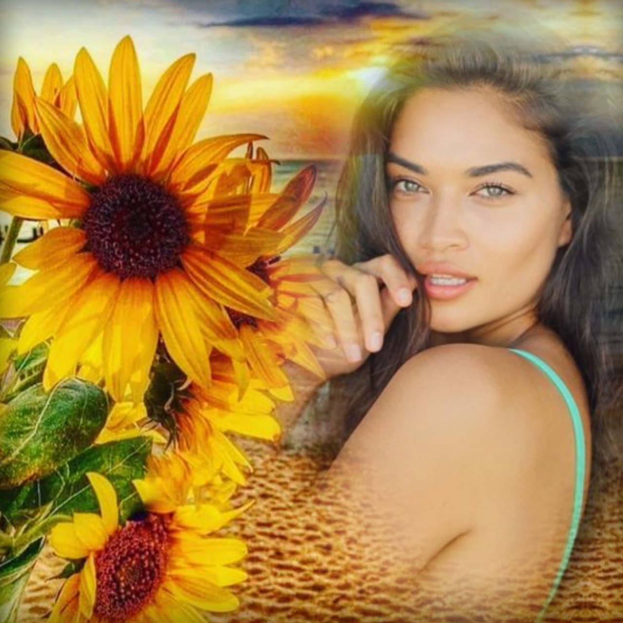 Adelaide's SUNFLOWERS GIRASSOIS GIRASOLES Adelaide Adelaide