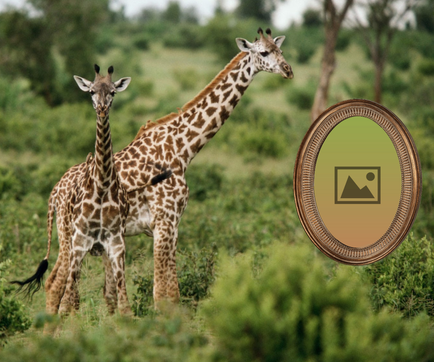 pussycatlady22's Wildlife Frames Wildlife Frames Wildlife Wildlife Frames Nature Beautiful