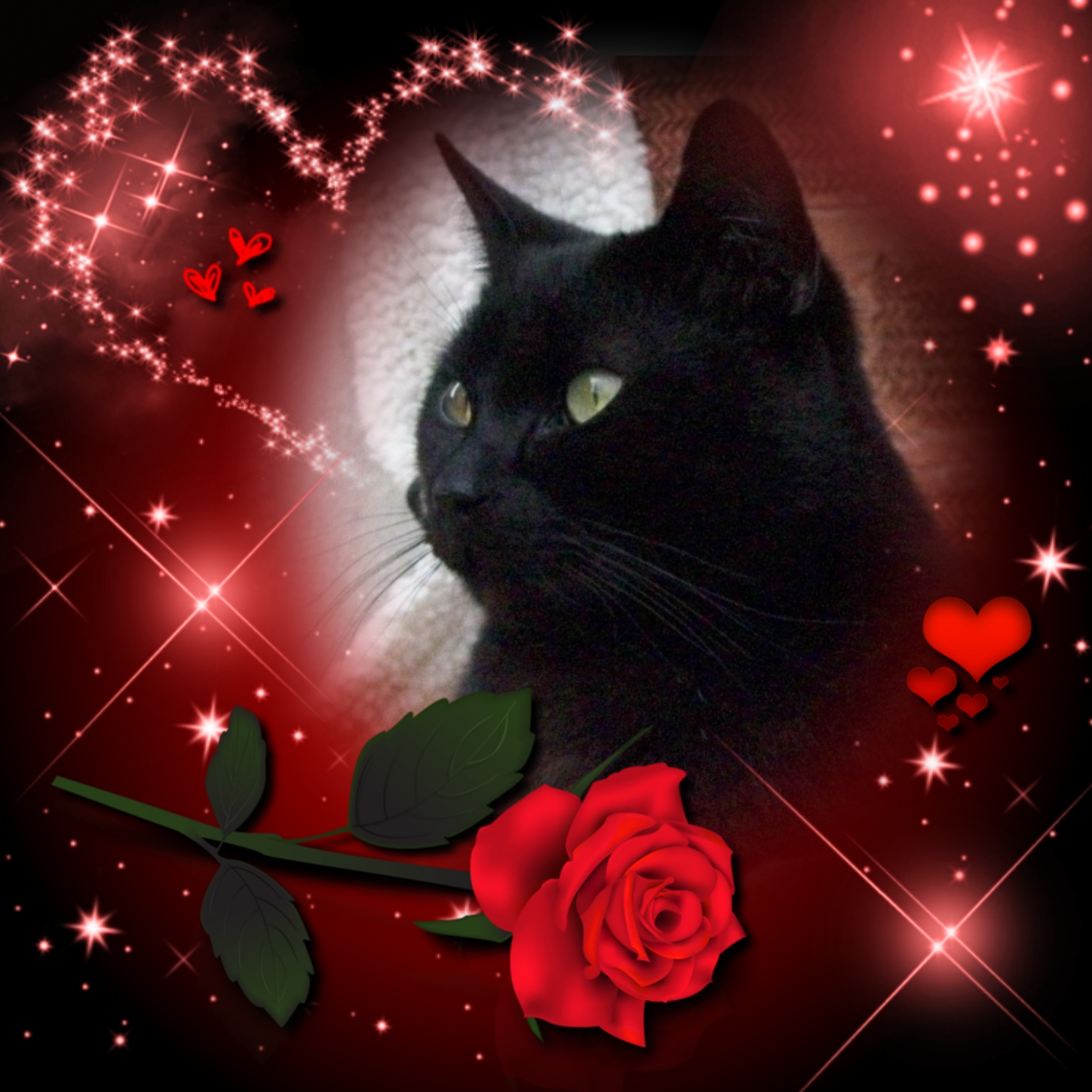 Queenie's Show'n Some Luv Frames 2016 Red Rose Red Rose